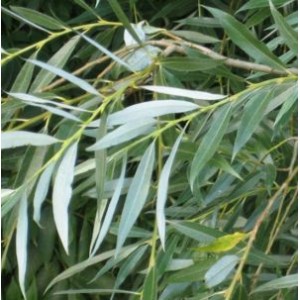 Salix alba / Hõberemmelgas (hõbepaju)